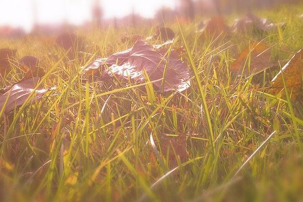 Les feuilles d'automne sous le soleil...