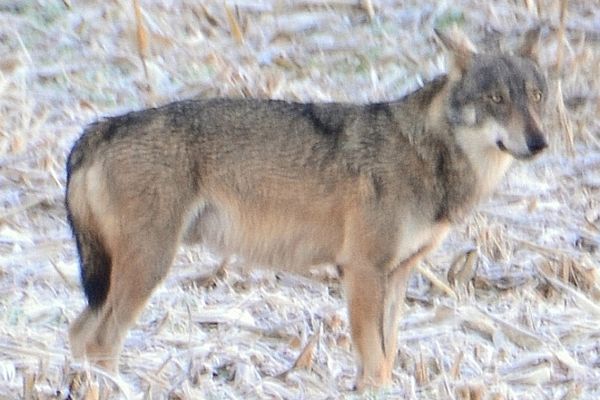 L'animal tel qu'il a été photographié le 21 novembre