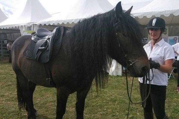 Le Cheval de race Auvergne peut désormais jouer dans la cour des grands. Il peut participer lui aussi à des concours. En attendant, 8 d'entre eux sont venus se présenter aux visiteurs du Sommet.