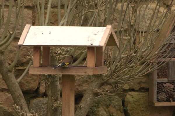 La LPO lance le comptage des oiseaux