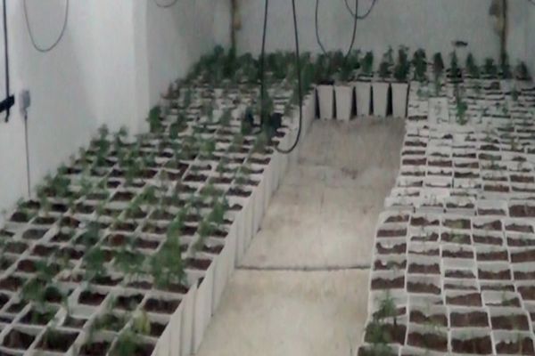 Bescano (Espagne) - 1.800 pieds de cannabis saisies - février 2013.