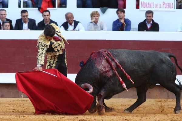 Morante en septembre 2013 à Dax. Le toro est un Victorino