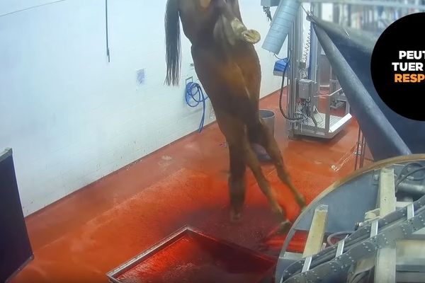 Peut-on tuer un cheval avec respect ? Non selon l'association L214. 