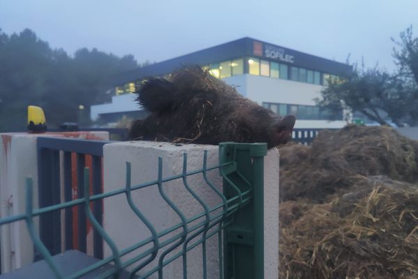 Une tête coupée de sanglier a été déposée devant le siège de la fédération départementale des chasseurs de l'Hérault, à Saint-Jean-de-Védas, dans la nuit du 30 au 31 janvier 2024.