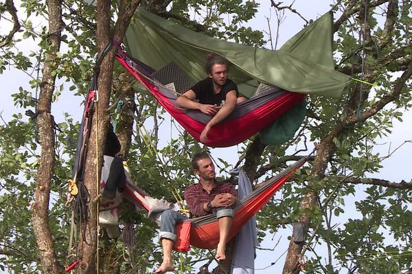 Les écureuils occupent toujours les arbres centenaires sur le trajet de la future autoroute A69.