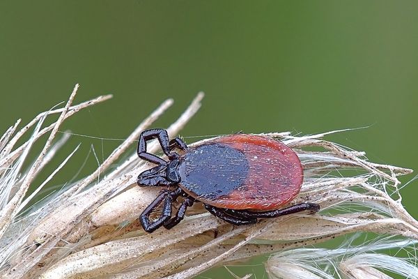 La tique ixodes ricinus peut transmettre la bactérie à l'origine de la maladie de Lyme.