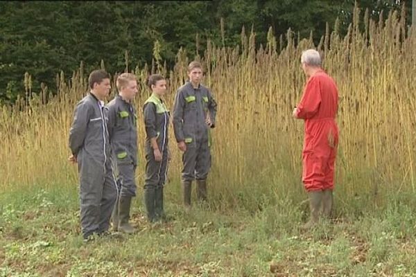 Port-sur-Saône, en Haute-Saône, est une des communes de Franche-Comté où le chanvre est cultivé pour une utilisation industrielle ou dans la construction.