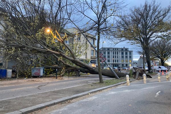 Un arbre tombé, bd Gustave Roch à Nantes, le 21 novembre 2024