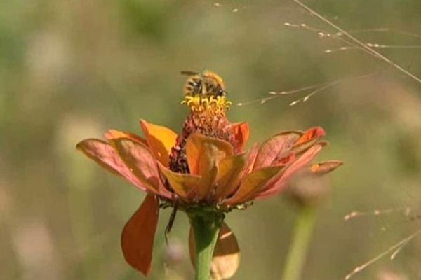 le domaine abrite de nombreuses espèces animales et végétales