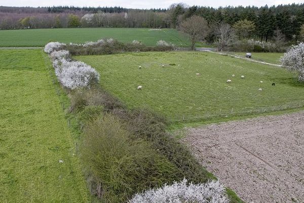 Un réseau de haies assure le lien entre différentes cultures.