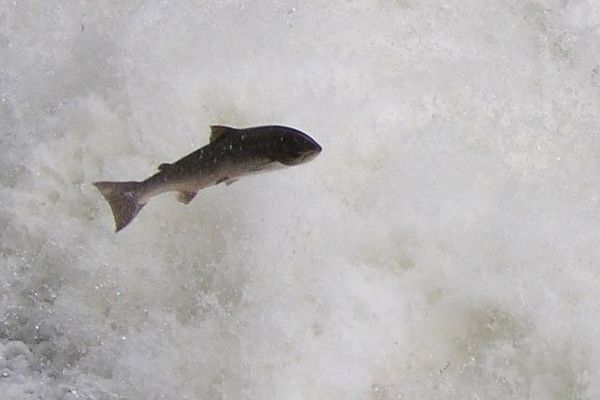 Franchissement d'une chute d'eau par un saumon à Poutès ( bassin de la Loire)