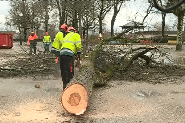 Six arbres ont été abattus ce lundi 6 mars dans la matinée, avant la suspension du chantier pour cause de tempête.