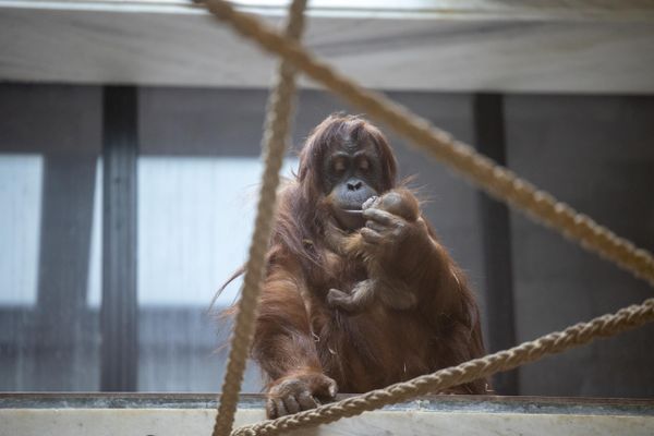 Mathaï et sa maman Sari à Pairi Daiza, en Belgique.