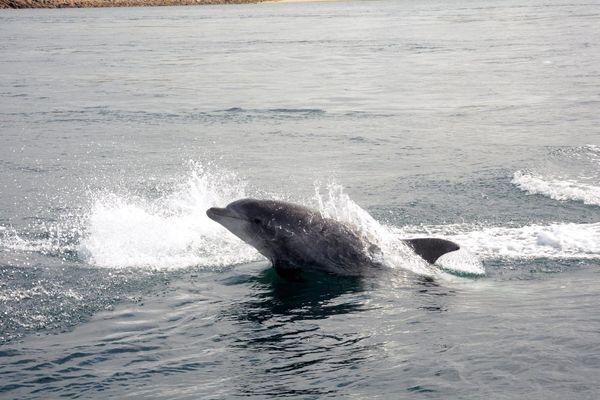 Grand dauphin à proximité de la pointe de Kermorvan au Conquet