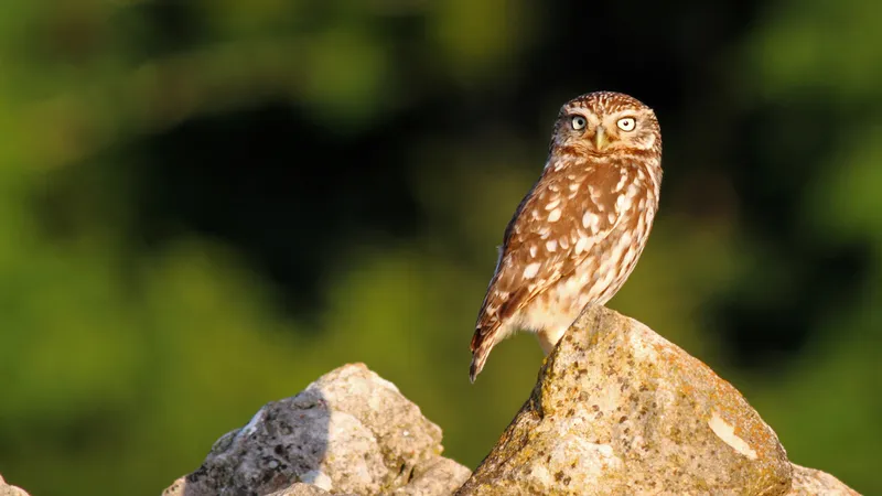 Nuit de la chouette (et du hibou) : 9 espèces à observer en  Bourgogne-Franche-Comté