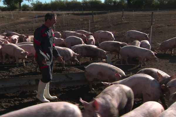 La filière porcine française rencontre des difficultés.