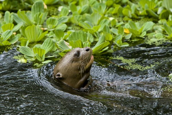 La loutre géante du Bioparc va quitter le cocon de Doué-la-Fontaine pour repeupler ses terres originelles.