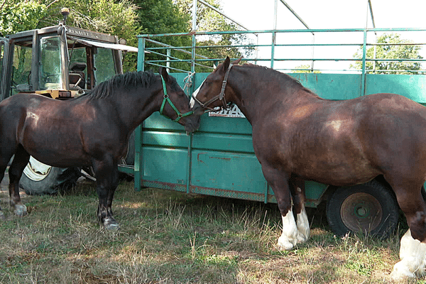 Des scènes d'horreur ont été identifiées sur des chevaux et des poneys, dans deux centres équestres de Saint-Nazaire, photo d'illustration