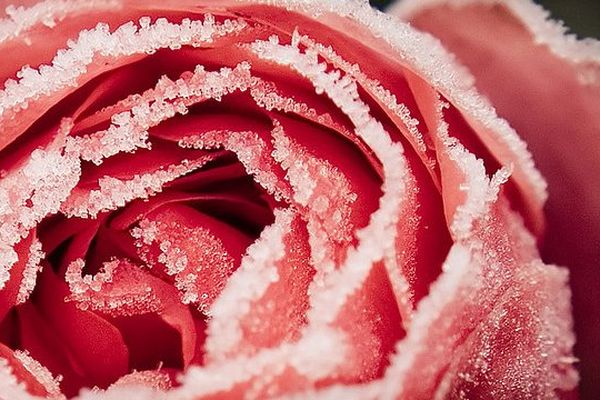 Rose en hiver