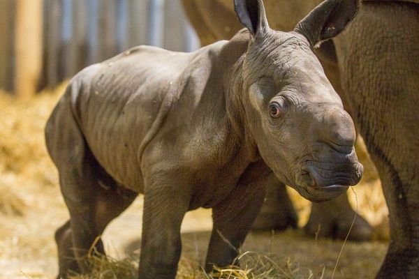Le nouveau bébé rhino du Zoo de Beauval