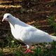 Une colombe, l'oiseau dont Coulommiers en Seine-et-Marne tire son nom