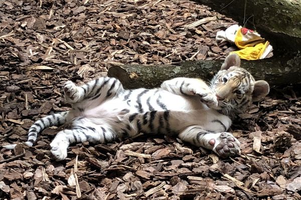 Kibo Bebe Tigre Sauve D Un Trafiquant Nouveau Pensionnaire De Tonga Terre D Accueil Dans La Loire