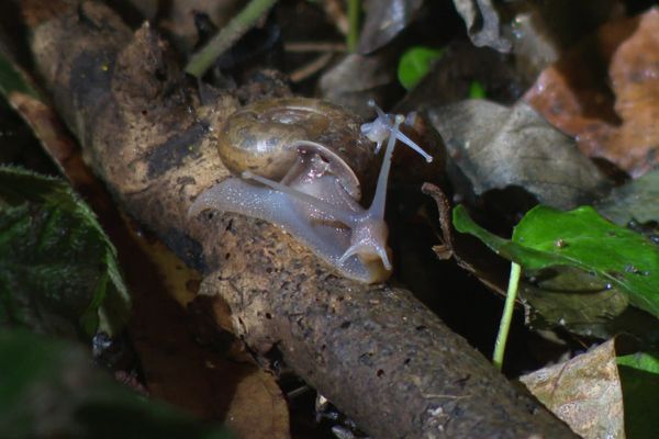 L'escargot de Quimper est une espèce protégée.