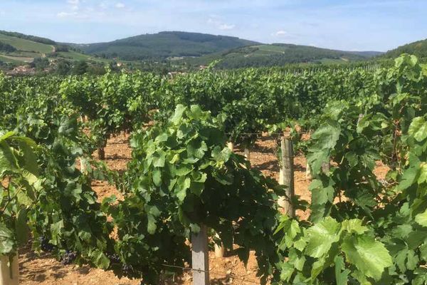 Un vignoble à Azé, en Saône-et-Loire