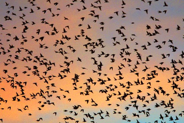 Les étourneaux arrivent en masse dans les centres-villes afin d'y passer la nuit à l'abri des prédateurs, au chaud. (Photo illustration).