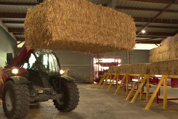 Une paille hachée serait quatre fois plus performante que la laine de verre, en matière d’isolation.