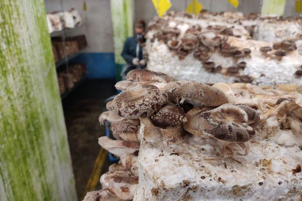 Harvesting shiitake.