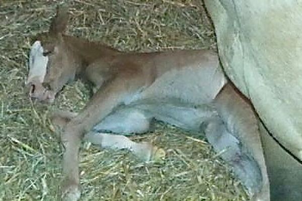 La Naissance Des Poulains A Chacun Sa Methode Pour Surveiller Et Accompagner