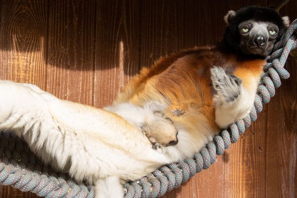 Le petit propithèque, Toki, né le 22 janvier 2020, avec sa maman, Poppy, au zoo de Mulhouse