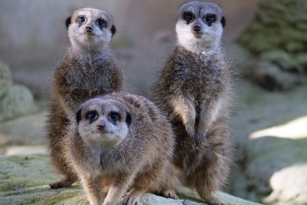 Une famille de suricates particulièrement attentifs