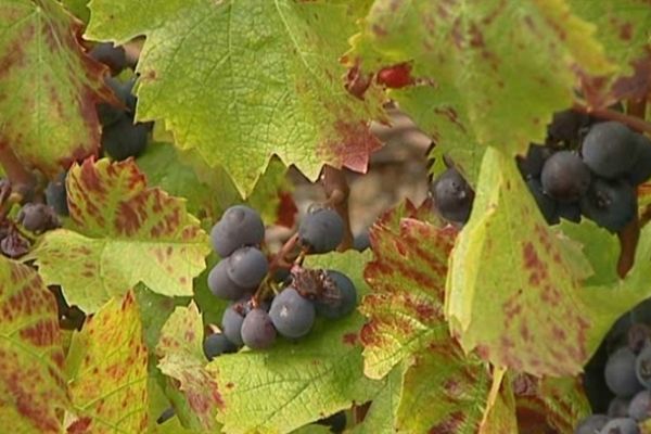 Les vignes ont souffert cette année, mais la tradition se perpétue