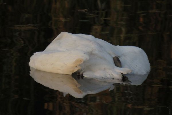 Plusieurs cygnes ont été retrouvés morts dans le canal de décharge de l'Ill, à hauteur du hameau de Krafft, à Erstein (Bas-Rhin). 