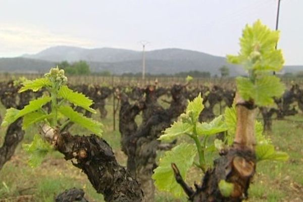 Vigne bio à Saint Saturnin