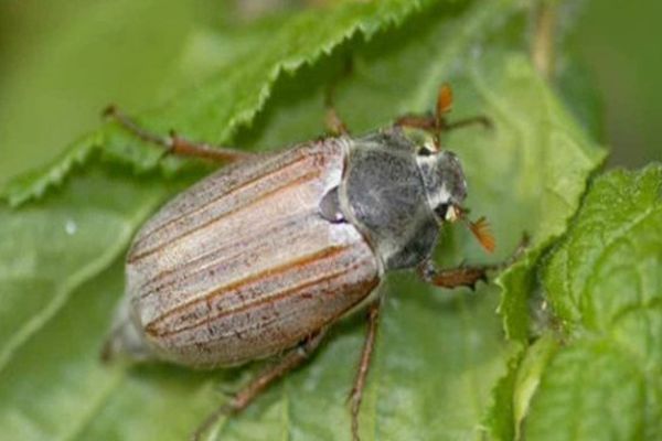 La forêt de Compiègne touchée par la sécheresse et les hannetons