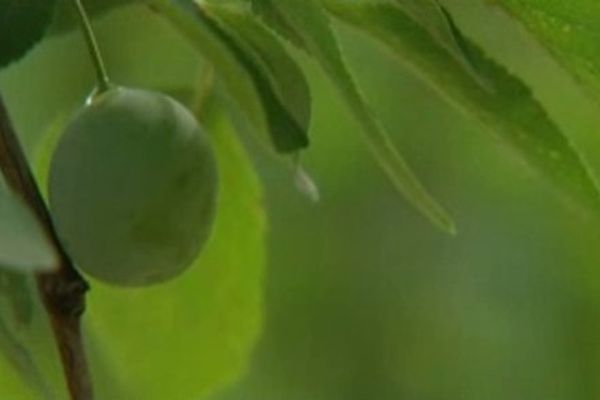 Les mirabelles de Lorraine sont encore vertes.