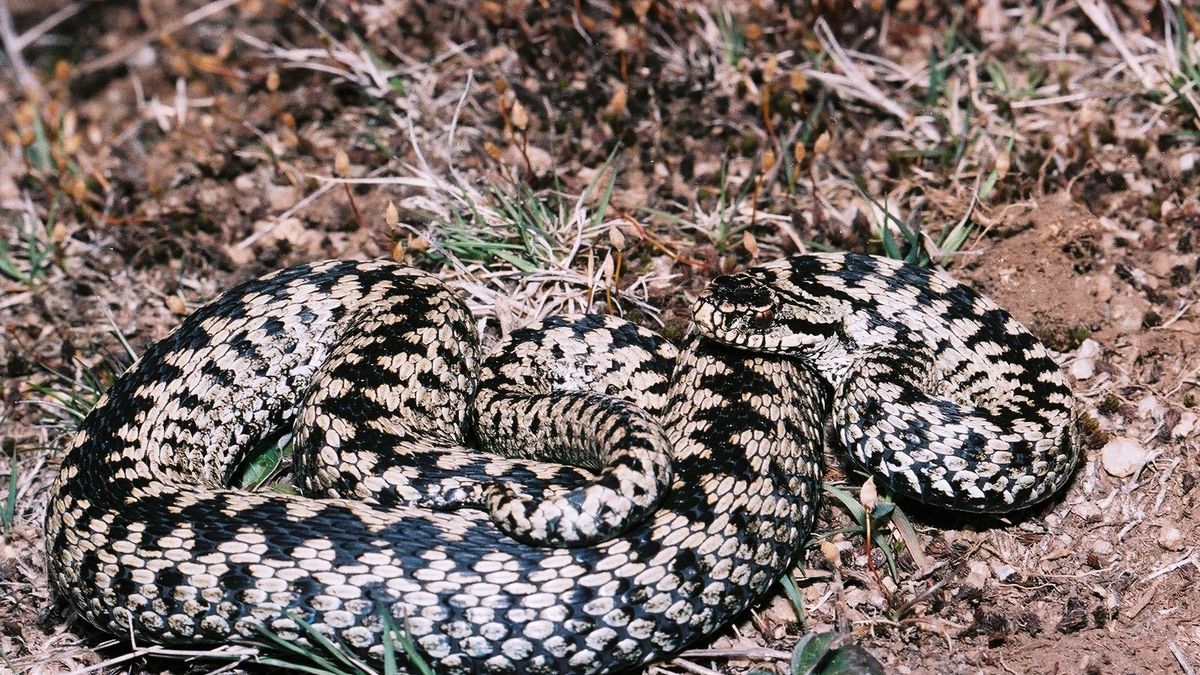 Les Morsures De Serpents De Notre Region Sont Elles Dangereuses