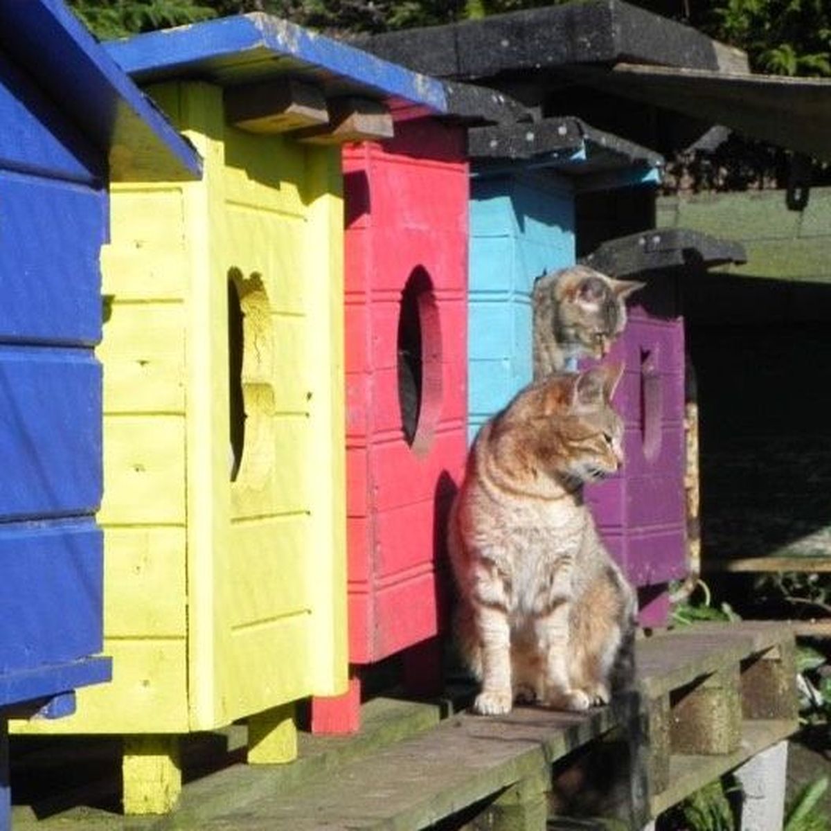 Quiberon 56 Trois Chats Sont Morts Dans Un Refuge Apres Une Intrusion De Chiens