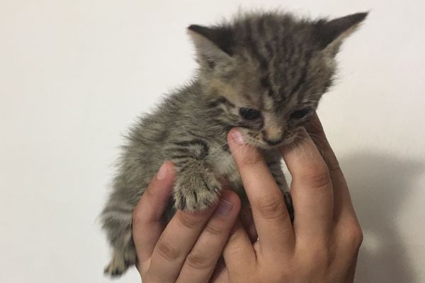 Deux chatons ont été abandonnés à Châlons-sur-Vesle mardi 6 août 2019. Ils ont été recueillis par l'association rémoise "Une patte vers l'avenir"