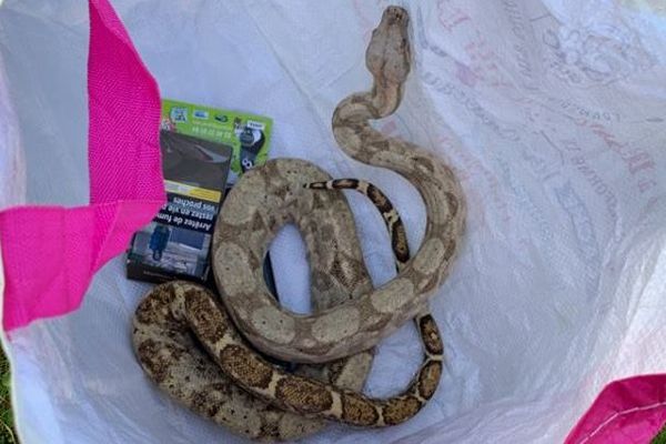 Le boa constrictor tentait de sortir d'un sac de course