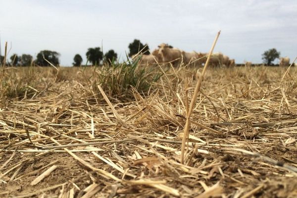 À St Maurice le Girard en Vendée. La sécheresse a grillé les prairies où paissent les bovins.