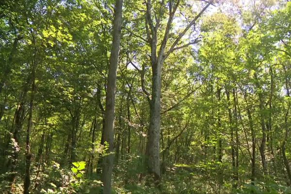 Parc national de forêts