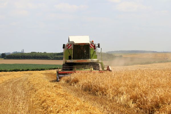 Les agriculteurs du Pas-de-Calais craignent pour la qualité du blé et du colza à cause du mauvais temps. 