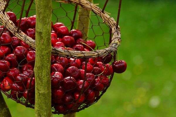 Cerises