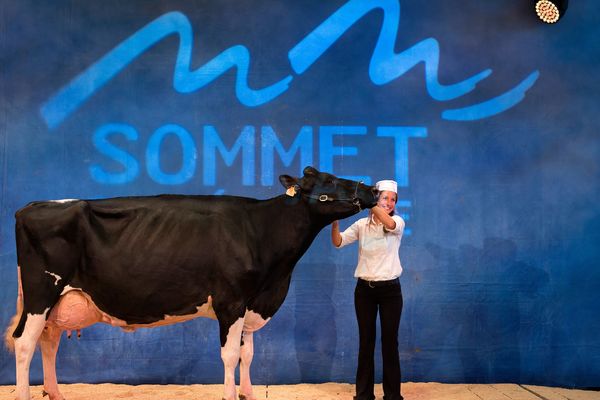 La 27e édition du sommet de l'élevage de Cournon-d'Auvergne s'ouvre le 3 octobre sur fond de tensions avec les mouvements anti-spécistes (ici une prim'holstein lauréate de l'édition 2017).