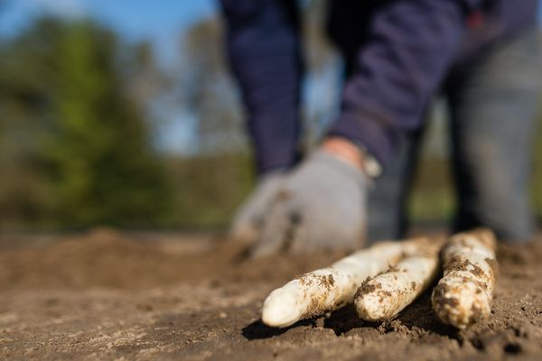 Dans la Somme, les producteurs d'asperge font face à une pénurie de main d'oeuvre.