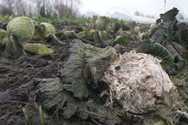 Impossible de récolter les choux dans la parcelle en maraîchage de Balinghem suite aux inondations.